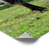 Appaloosa Mare und Colt Horse Poster (Ecke)