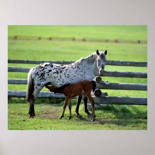 Appaloosa Mare und Colt Horse Poster (Vorne)