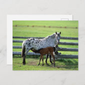 Appaloosa Mare und Colt Horse Postkarte (Vorne/Hinten)