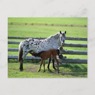 Appaloosa Mare und Colt Horse Postkarte