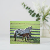 Appaloosa Mare und Colt Horse Postkarte (Stehend Vorderseite)