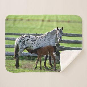 Appaloosa Mare und Colt Horse Sherpadecke