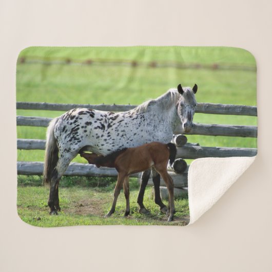 Appaloosa Mare und Colt Horse Sherpadecke (Vorderseite (Horizontal))