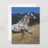 Appaloosa Pferd auf dem Berg Postkarte (Vorne/Hinten)