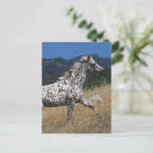 Appaloosa Pferd auf dem Berg Postkarte (Stehend Vorderseite)