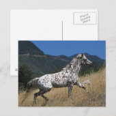 Appaloosa Pferd auf dem Berg Postkarte (Vorne/Hinten)