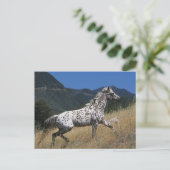 Appaloosa Pferd auf dem Berg Postkarte (Stehend Vorderseite)