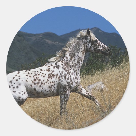 Appaloosa Pferd auf dem Berg Runder Aufkleber (Vorderseite)