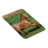 Appaloosa Pferd auf Grassy Field Magnet (Rechte Seite)