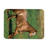 Appaloosa Pferd auf Grassy Field Magnet (Horizontal)