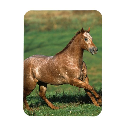 Appaloosa Pferd auf Grassy Field Magnet (Vertikal)