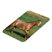Appaloosa Pferd auf Grassy Field Magnet (Linke Seite)