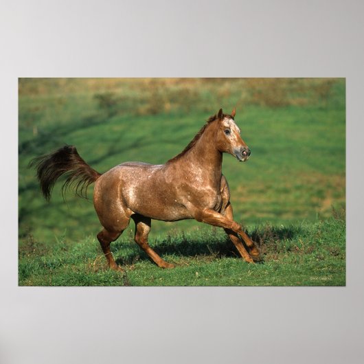 Appaloosa Pferd auf Grassy Field Poster (Vorne)