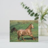 Appaloosa Pferd auf Grassy Field Postkarte (Stehend Vorderseite)