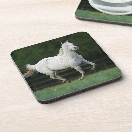 Appaloosa-Pferd, das 1 laufen lässt Untersetzer (Linke Seite)