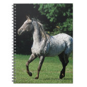 Appaloosa-Pferd, das 2 laufen lässt Notizblock (Vorderseite)