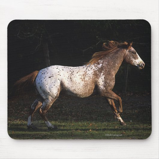 Appaloosa-Pferd, das 4 laufen lässt Mousepad (Vorne)