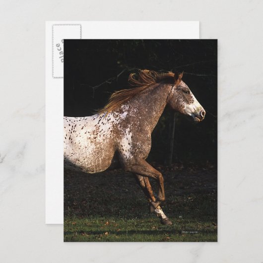 Appaloosa-Pferd, das 4 laufen lässt Postkarte (Vorne/Hinten)