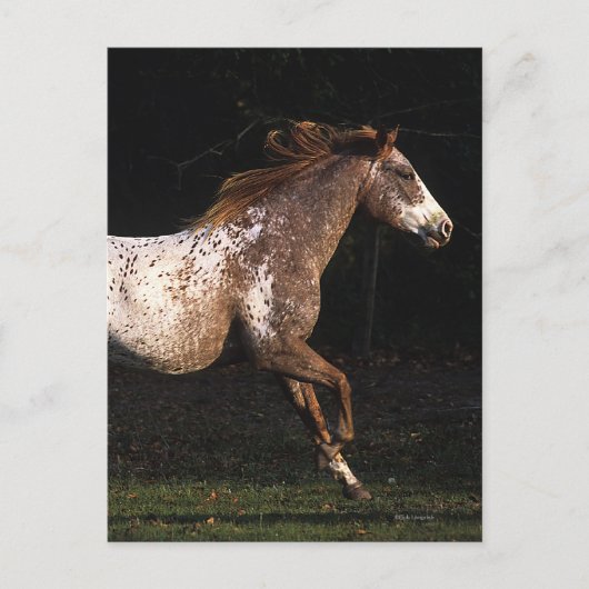 Appaloosa-Pferd, das 4 laufen lässt Postkarte (Vorderseite)