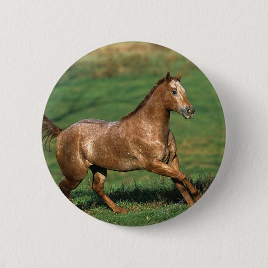 Appaloosa-Pferd, das in grasartiges Feld läuft Button (Vorderseite)