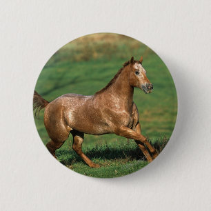 Appaloosa-Pferd, das in grasartiges Feld läuft Button