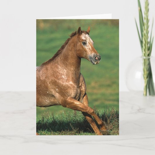 Appaloosa-Pferd, das in grasartiges Feld läuft Karte (Vorderseite)