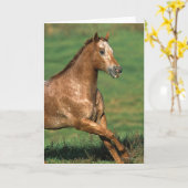 Appaloosa-Pferd, das in grasartiges Feld läuft Karte (Gelbe Blume)