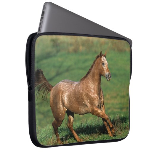 Appaloosa-Pferd, das in grasartiges Feld läuft Laptopschutzhülle (Vorne Rechts)