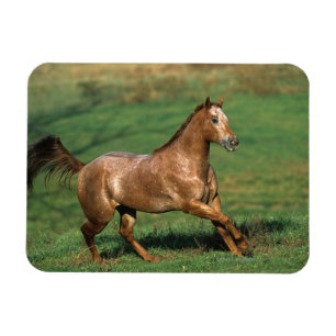 Appaloosa-Pferd, das in grasartiges Feld läuft Magnet