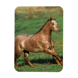 Appaloosa-Pferd, das in grasartiges Feld läuft Magnet