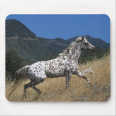 Appaloosa-Pferd, das oben Berg laufen lässt Mousepad (Vorne)