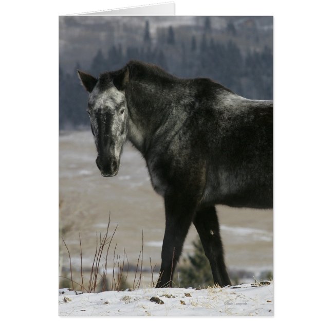 Appaloosa Pferd im Schnee (Vorne)