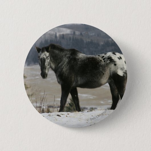 Appaloosa-Pferd im Schnee Button (Vorderseite)