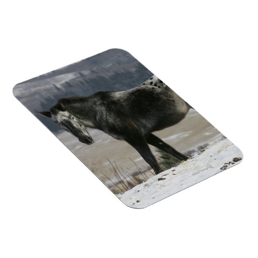 Appaloosa Pferd im Schnee Magnet (Rechte Seite)