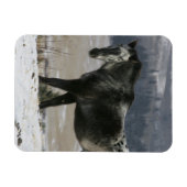 Appaloosa Pferd im Schnee Magnet (Horizontal)