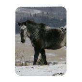 Appaloosa Pferd im Schnee Magnet (Vertikal)