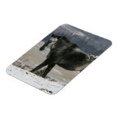 Appaloosa Pferd im Schnee Magnet (Linke Seite)