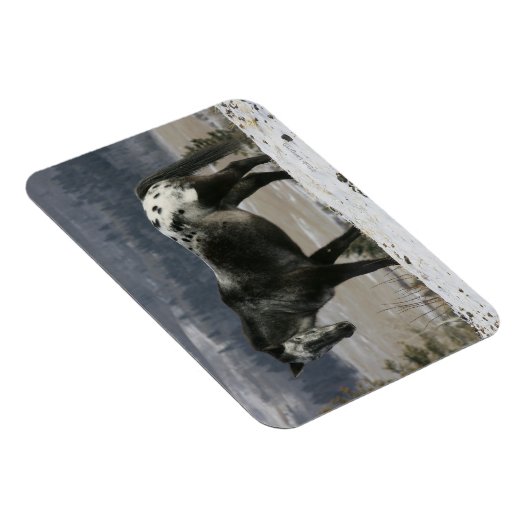 Appaloosa Pferd im Schnee Magnet (Rechte Seite)