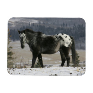 Appaloosa Pferd im Schnee Magnet