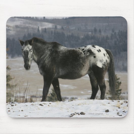 Appaloosa-Pferd im Schnee Mousepad (Vorne)