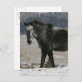 Appaloosa Pferd im Schnee Postkarte (Vorne/Hinten)