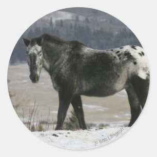 Appaloosa Pferd im Schnee Runder Aufkleber