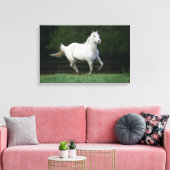 Appaloosa Pferd läuft 1 Leinwanddruck (Insitu (Wohnzimmer))