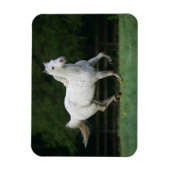 Appaloosa Pferd läuft 1 Magnet (Vertikal)