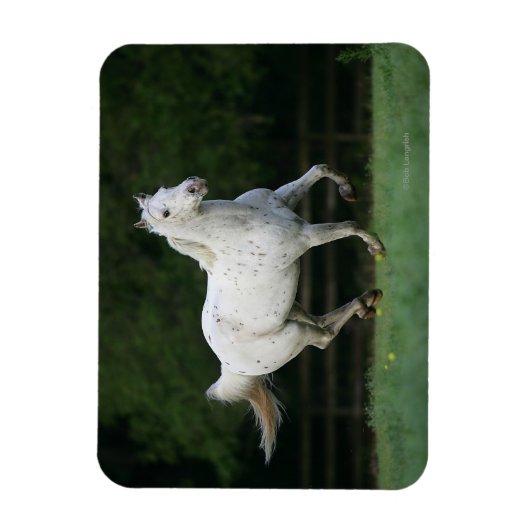 Appaloosa Pferd läuft 1 Magnet (Vertikal)