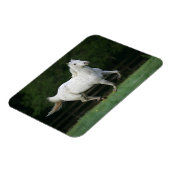 Appaloosa Pferd läuft 1 Magnet (Linke Seite)