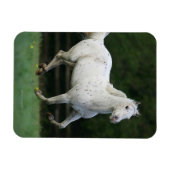 Appaloosa Pferd läuft 1 Magnet (Horizontal)
