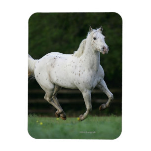 Appaloosa Pferd läuft 1 Magnet