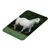 Appaloosa Pferd läuft 1 Magnet (Linke Seite)