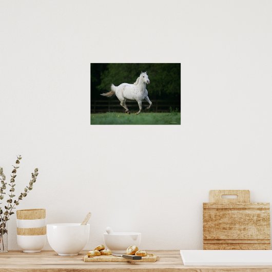 Appaloosa Pferd läuft 1 Poster (Küche)